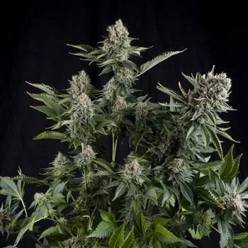 Semeno Pyramid Seeds White Widow CBD Balení: 3+1ks