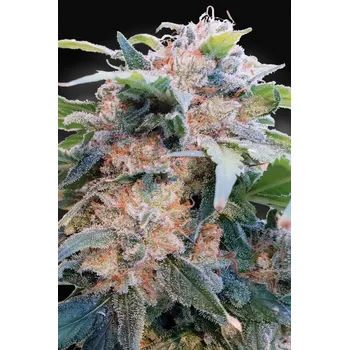 Zahrada Paradise Seeds Dream CBD Balení: 5ks