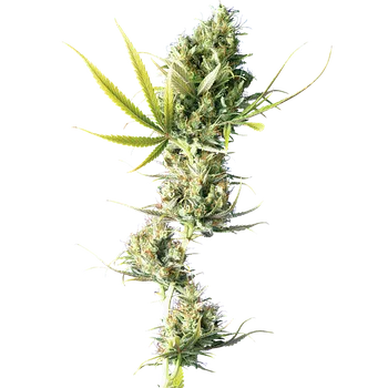 Semeno Sensi Seeds Durban Balení: 3ks