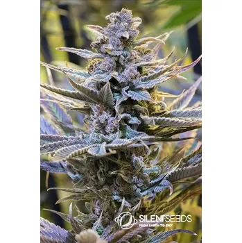 Semeno Silent Seeds Cookielato Balení: 3ks