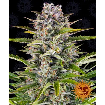Semeno Barney's Farm Gorilla Zkittlez Auto Balení: 3ks