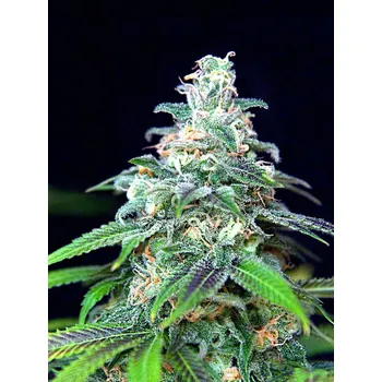 Semeno Ministry of Cannabis Mandarin Haze Auto Balení: 10ks