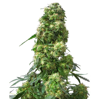 Semeno Sensi Seeds Early Skunk Balení: 3ks