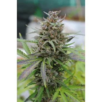 Semeno Kannabia Baby Boom Auto Balení: 3ks