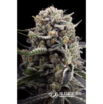Semeno Silent Seeds B-45 Balení: 3ks