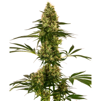 Semeno Sensi Seeds Blue Bullet Auto Balení: 5ks