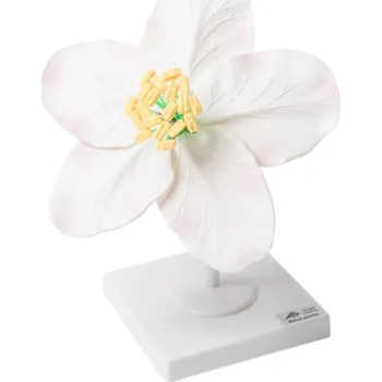 anatomický model Květ jabloně (Malus pumila), model