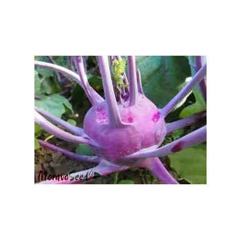 Semeno Kedluben modrý pozdní Violeta - osivo (Brassica oleracea L.)