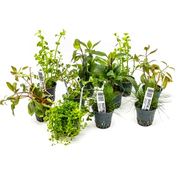 Dekorace do akvária Kolekce 10ks nenáročných akvarijních rostlin