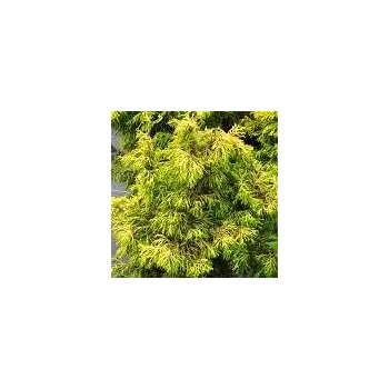 Sazenice Chamaecyparis obtusa Tsatsumi Gold 20/25 cm