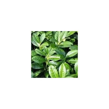 Sazenice Prunus laurocerasus Novita 30/40 cm