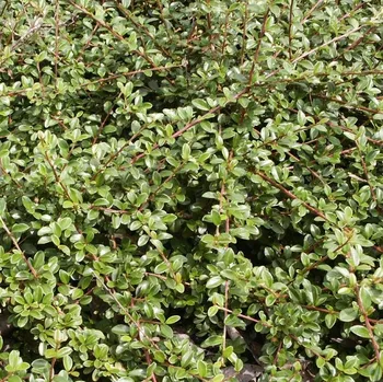 Sazenice Cotoneaster dammeri Coral Beauty 15/20 cm