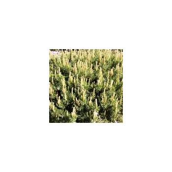 Sazenice Pinus mugo Humpy 20/30 cm