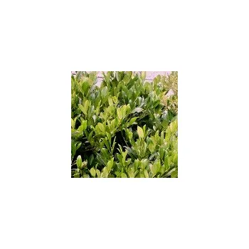 Sazenice Prunus laurocerasus Mano 30/40 cm