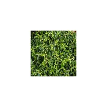 Sazenice Euonymus fortunei Sunspot 10/15 cm