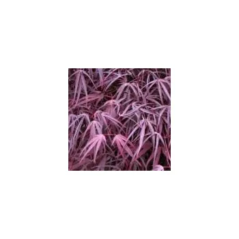 Sazenice Acer palmatum Enkan 60/80 cm