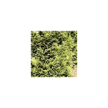 Sazenice Thuja plicata Gelderland 50/60 cm