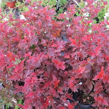 Sazenice Physocarpus opulifolius Andre 30/40 cm