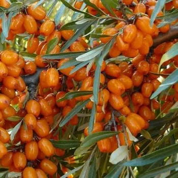 Sazenice Hippophae rhamnoides Pantělejevská 30/40 cm