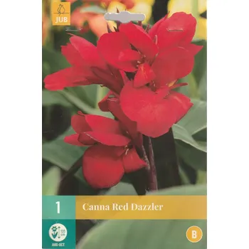 Cibulovina JUB Holland Dosna Red Dazzler 1 ks