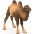 Figurka PAPO 50129 Velbloud 9,75 cm