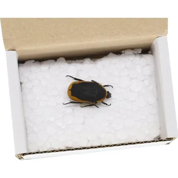 PourArt Zlatohlávek konžský Pachnoda Marginata