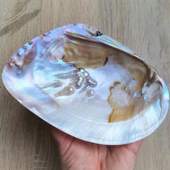 Mušle perlorodky s perlami Mušle perlorodka: č. 1 - 17,5 x 11,5 cm Přírodní dekorace