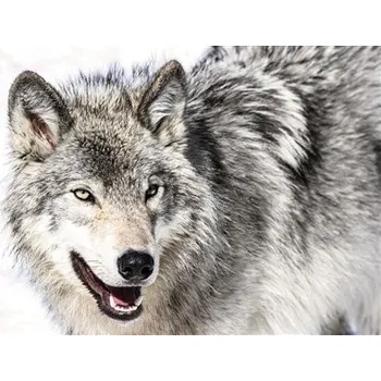 Fototapeta Fototapety vlk rozměr 254 cm x 184 cm IMPOL TRADE 2939 P4