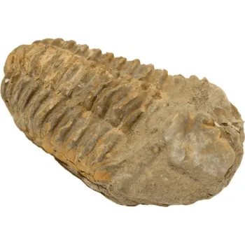 Milujeme Kameny Trilobit - zkamenělina 15177