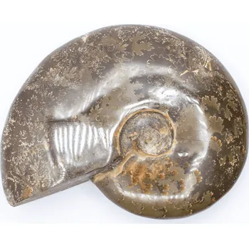 Milujeme Kameny Amonit - zkamenělina AT13 352452