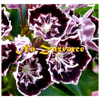 Sazenice Kalmie ´Black Eye´ (Kalmia latifolia ´Black Eye´)
