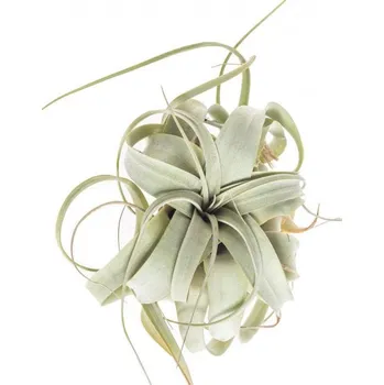 Sazenice Tilandsie, Tillandsia xerographica EXTRA