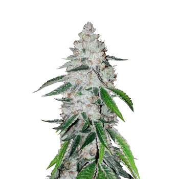 Semeno FastBuds West Coast OG Auto Balení: 1ks