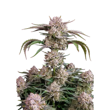 Semeno FastBuds Strawberry Gorilla Auto Balení: 1ks