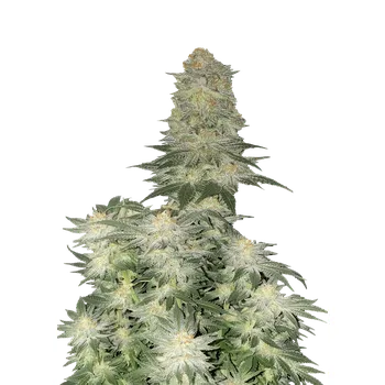 Semeno FastBuds Wedding Cheesecake Fast Balení: 1ks