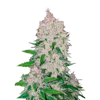 Semeno FastBuds Stardawg Auto Balení: 1ks