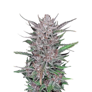 Semeno FastBuds Gorilla Punch Auto Balení: 1ks