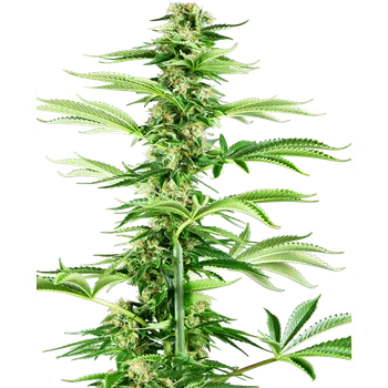 Semeno Sensi Seeds Honey Melon Haze Balení: 3ks