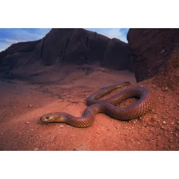 Plakát Plakát, Obraz - Large, wild king brown/mulga snake, Kristian Bell