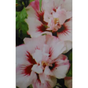 Ibišek venkovní Lady Stanley (Hibiscus Syriacus Lady Stanley)