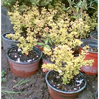 Dřišťál ZLATÝ Golden Rocket (Berberis Thunbergii Golden Rocket)