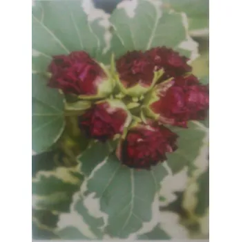 Ibišek venkovní Purpureus Variegatus (Hibiscus Syriacus Purpureus Variegatus)