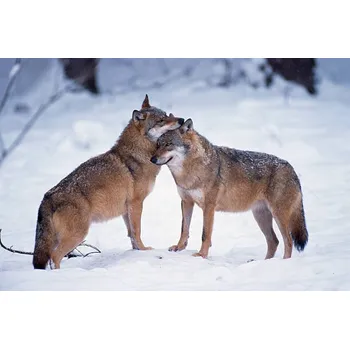 Plakát Plakát, Obraz - Wolves snuggling in winter, Martin Ruegner