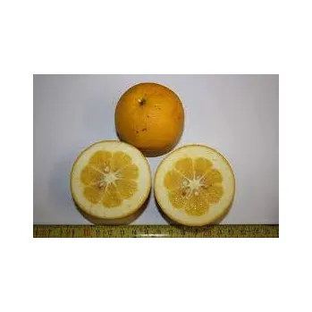 Sazenice Citremon sp. ´Kováč´