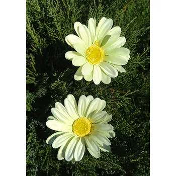 umělá květina Květ kopretina 9 cm světle zelená