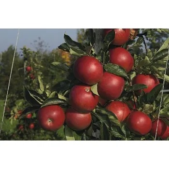 Květináč Jabloň zimní terasová FloraSelf Bio Malus domestica 'Jonagold' 60-80 cm květináč 5 l