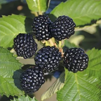 Květináč Ostružiník FloraSelf Rubus idaeus 'Black Jewel' 60-80 cm květináč 2 l