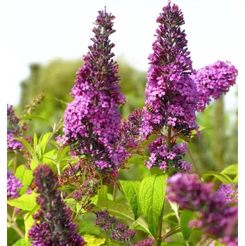 Sazenice Komule Davidova ´MOONSHINE®´ 20-30 cm, kont. 2,5 l