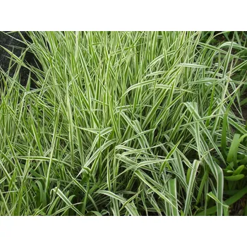 Sazenice Phalaris arundinacea