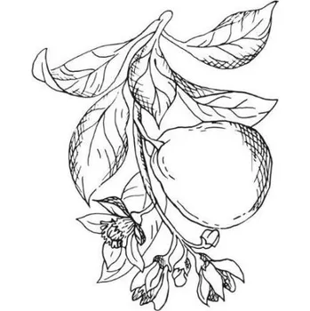 Bergamotový olej 100% Alteya Organics 10 ml